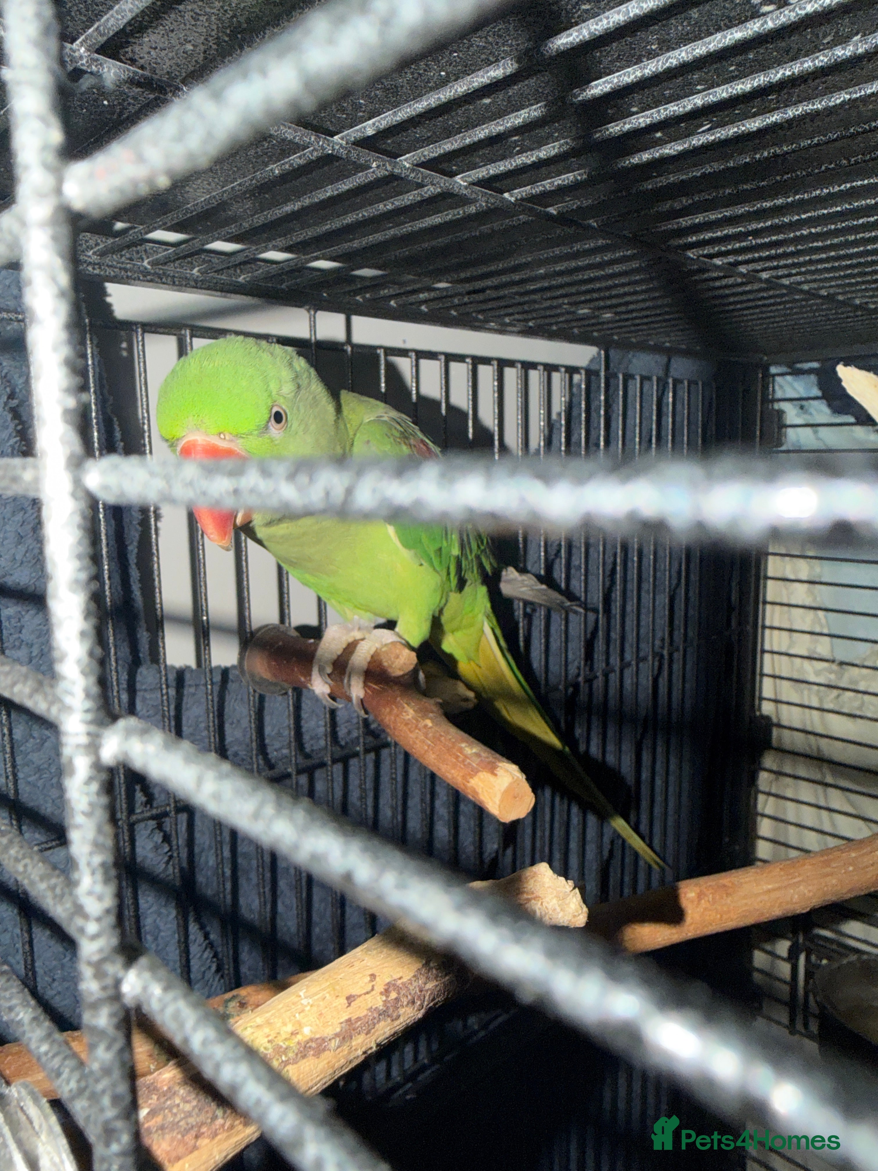Parakeets birds Alexandrine for sale  - Advert 1