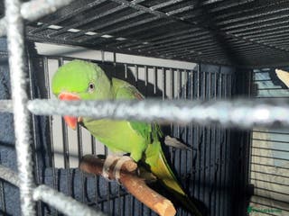 Parakeets birds Alexandrine for sale - Advert 1