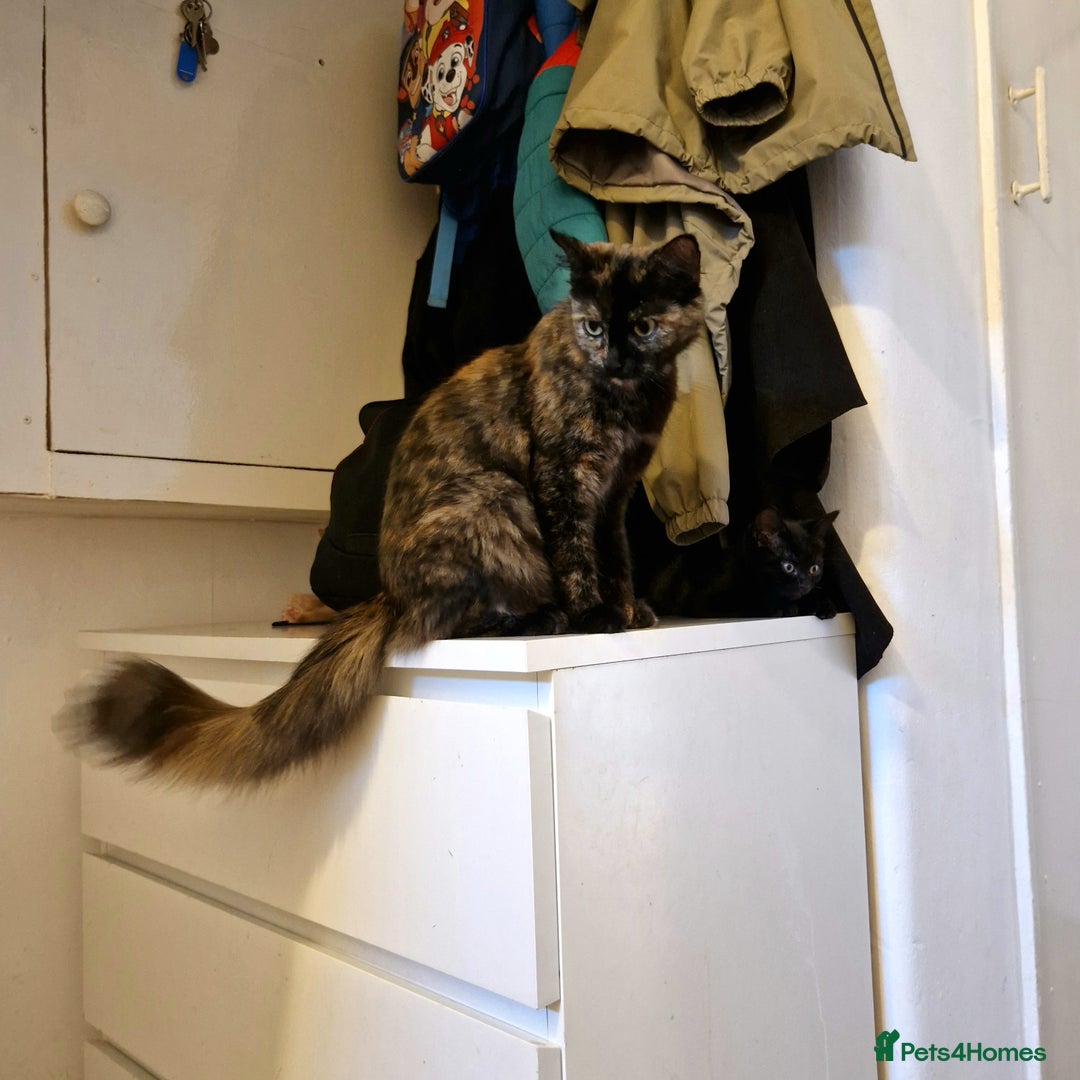 Somali cats for sale: Patient and friendly Somali cat for sale - Image 1