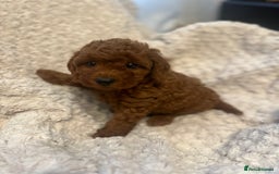 Toy Poodle dogs for sale: 🤎Toy poodles🤎 - Image 23