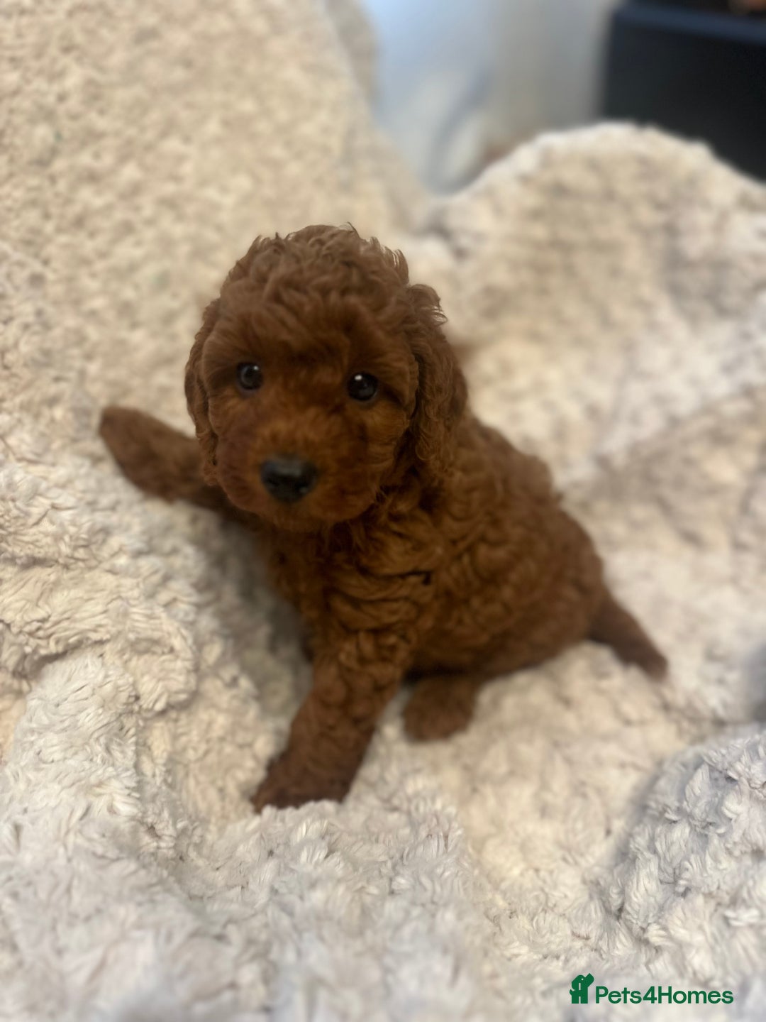 Toy Poodle dogs for sale: 🤎Toy poodles🤎 - Image 23