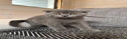 Scottish Fold cats for sale: Only Scottish fold girl left ❣️ - Advert 26
