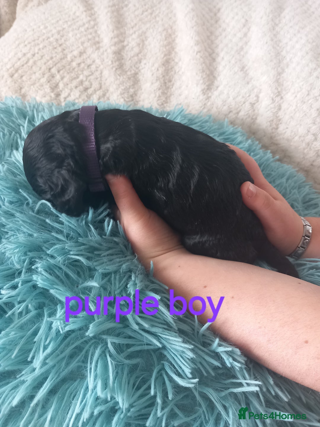 Cockapoo dogs for sale: Cockerpoo puppies  - Image 8