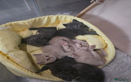 British Shorthair cats for sale: A charming kitten will be available in December. - Image 10