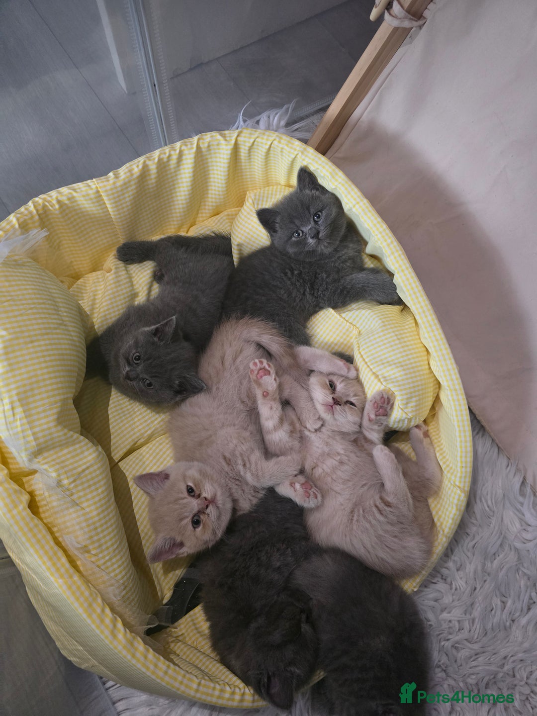 British Shorthair cats for sale: A charming kitten will be available in December. - Image 10