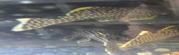 Plecos fish for sale: various freshwater fish  - Advert 6