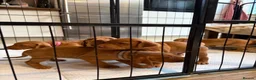 Hungarian Vizsla dogs for sale: Gorgeous Vizsla puppies (DOB18/4) 2 girls, 2 boys - Advert 10