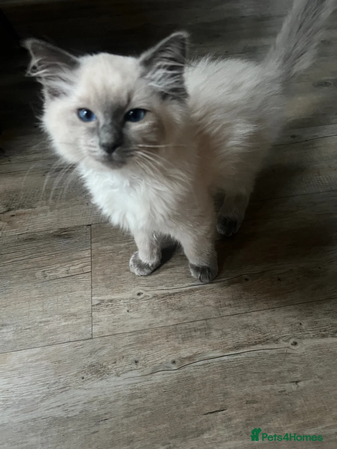 Ragdoll cats for sale: Beautiful Ragdoll boy  in Mansfield - Advert 2