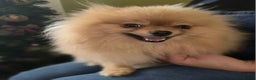 Pomeranian dogs for sale: Pomeranian female for sale - Advert 6