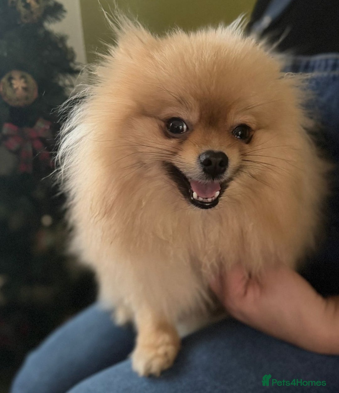 Pomeranian dogs for sale: Pomeranian female for sale - Advert 6