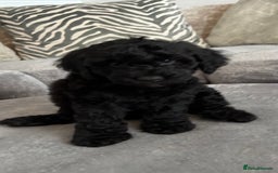 Cockapoo dogs for sale: ONLY 4 BEAUTY’S LEFT 🐶🐶🐶🐶 - Image 20