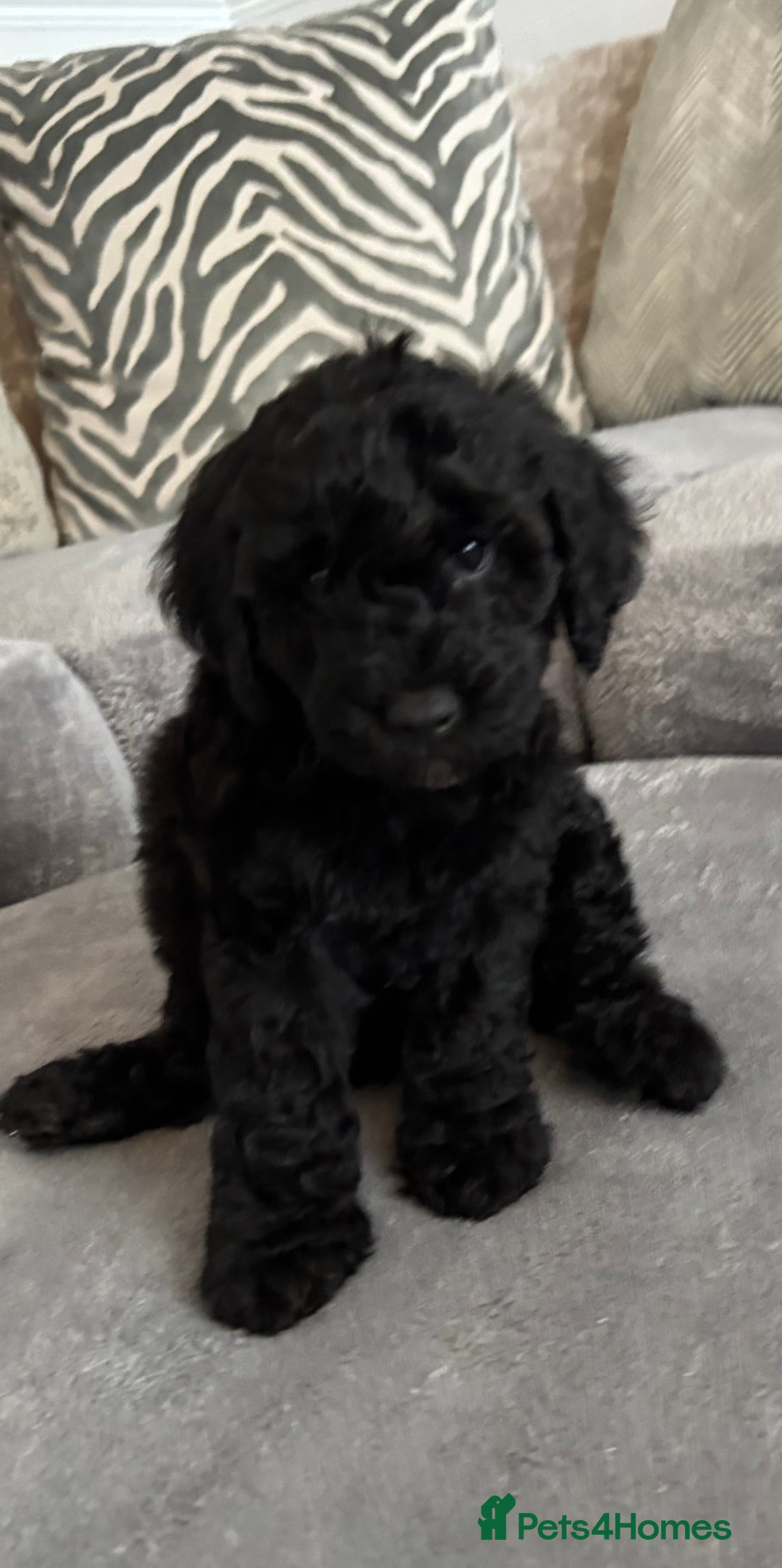 Cockapoo dogs for sale: ONLY 4 BEAUTY’S LEFT 🐶🐶🐶🐶 - Image 20