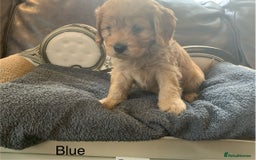Cavapoo dogs for sale: Outstanding F1 Apricot Cavapoo puppies  - Image 20