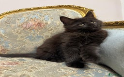 Maine Coon cats for sale: Maine Coon Kittens with Elite Heritage 🌟🌟🌟🌟🌟 - Image 29