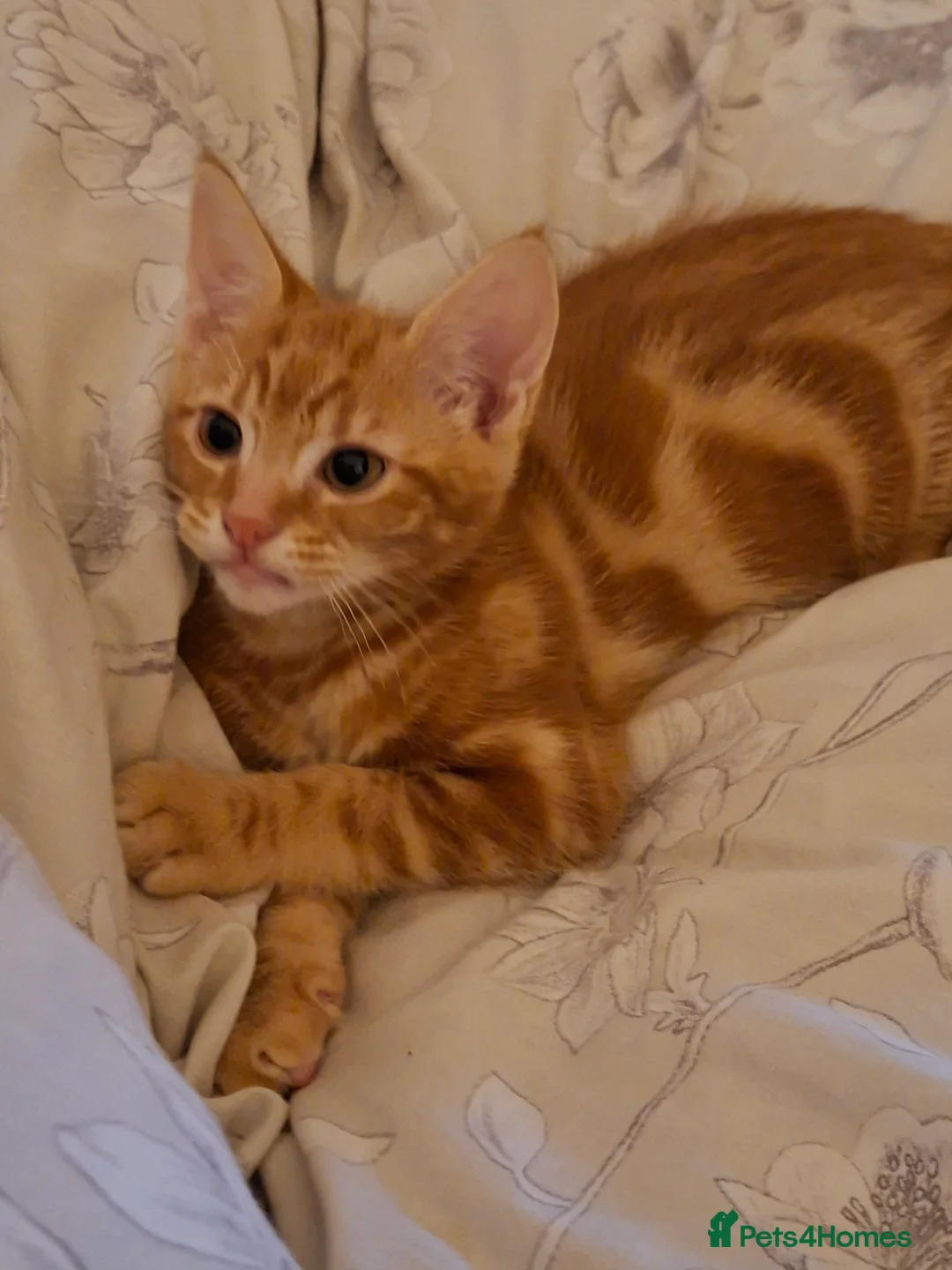 British Shorthair cats for sale: Kittens looking for a forever home - Advert 11