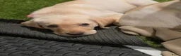 Labrador Retriever dogs for sale: Ready to leave labrador puppies 2girl 3male left  - Advert 21