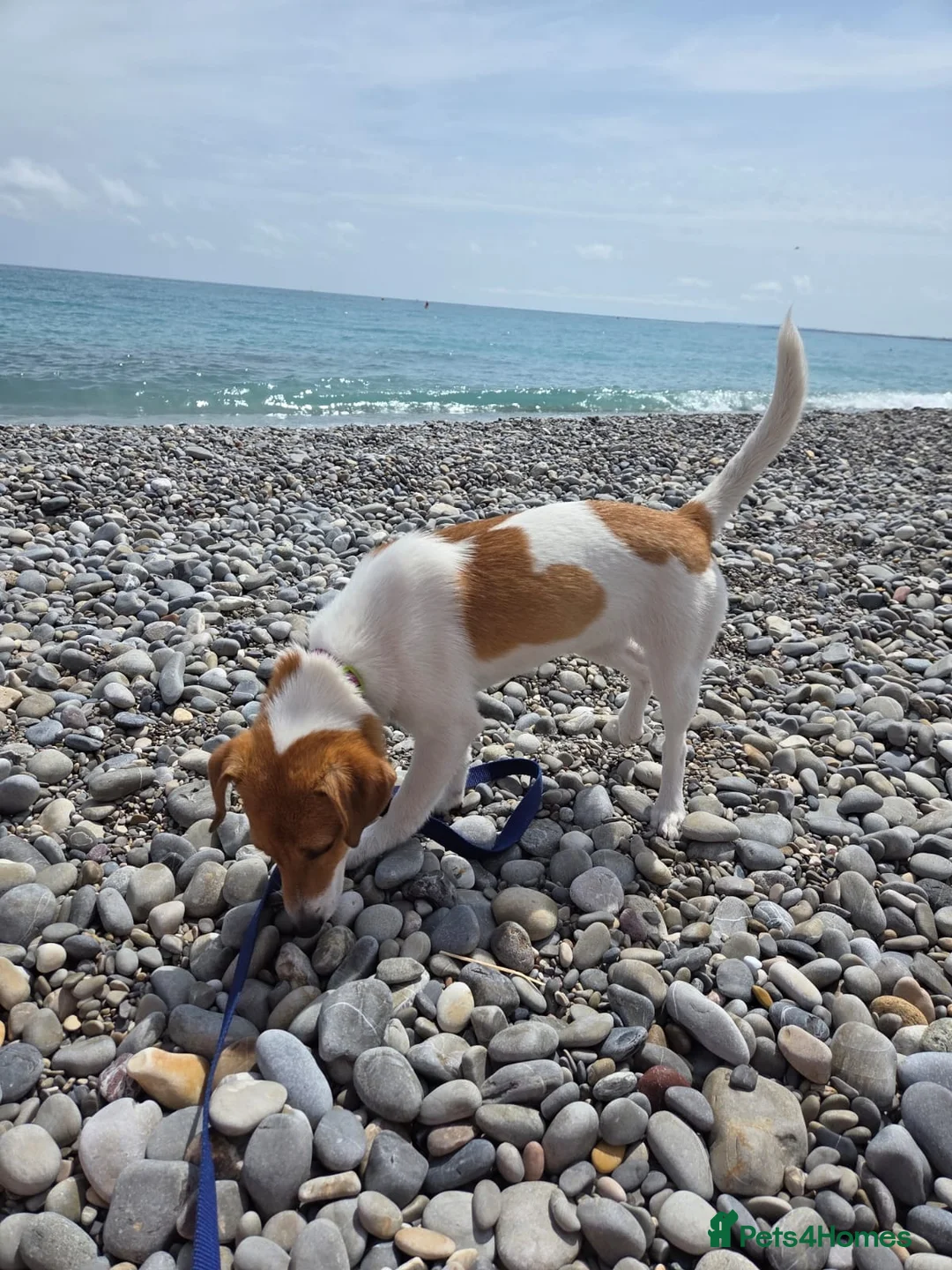 Mixed Breed dogs for adoption: Adorable Rescue puppy Suza for Adoption - Advert 1