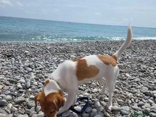 Mixed Breed dogs Adorable Rescue puppy Suza for Adoption - Advert 2