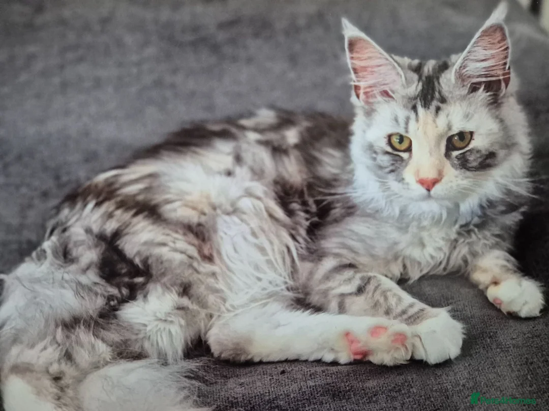 Maine Coon cats for sale: Amazing Maine Coon boys  - Advert 1