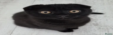 Scottish Fold 1