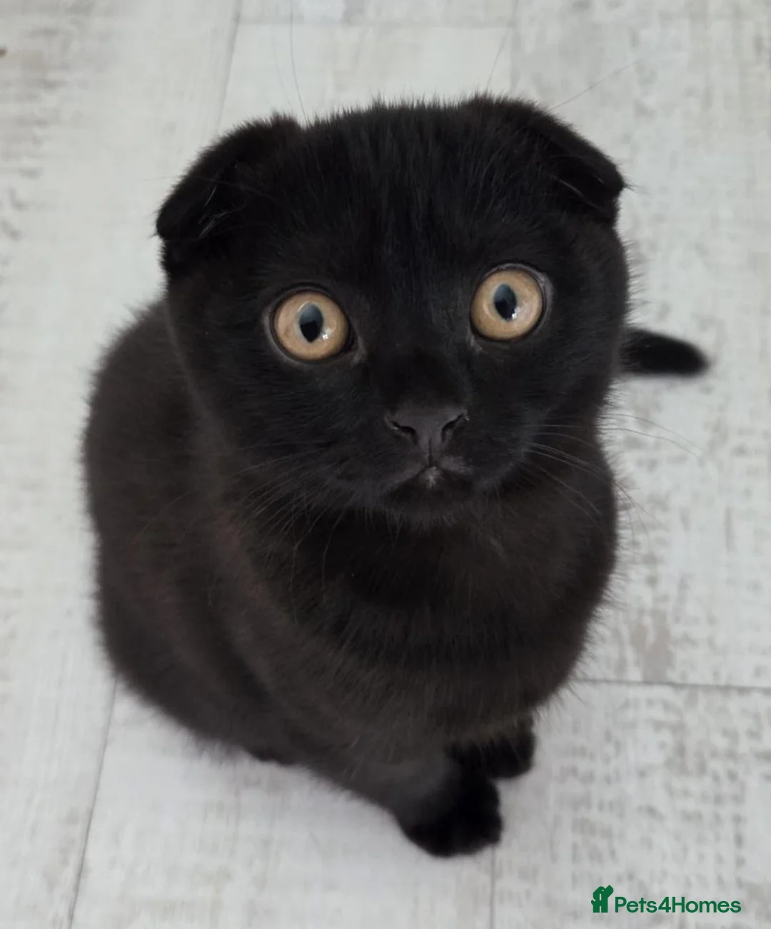 Scottish Fold cats for sale: Scottish fold - Advert 2