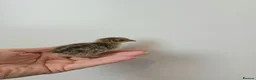 Quail poultry for sale: Quail Chicks  in Great Yarmouth - Advert 1