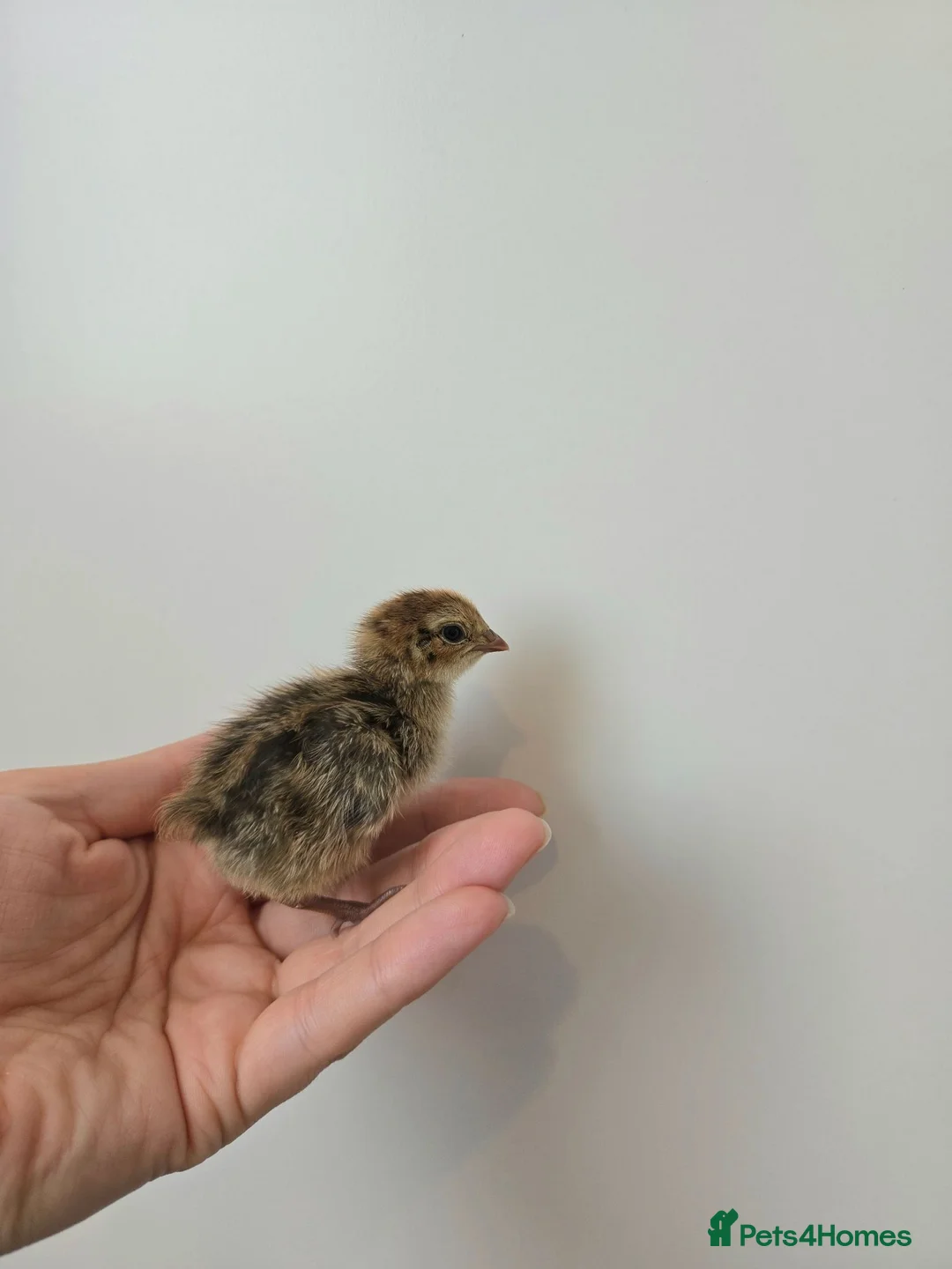 Quail poultry for sale: Quail Chicks  in Great Yarmouth - Advert 1