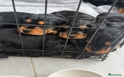 Cocker Spaniel dogs for sale: ****only 2 left****Stunning cocker puppies - Image 34