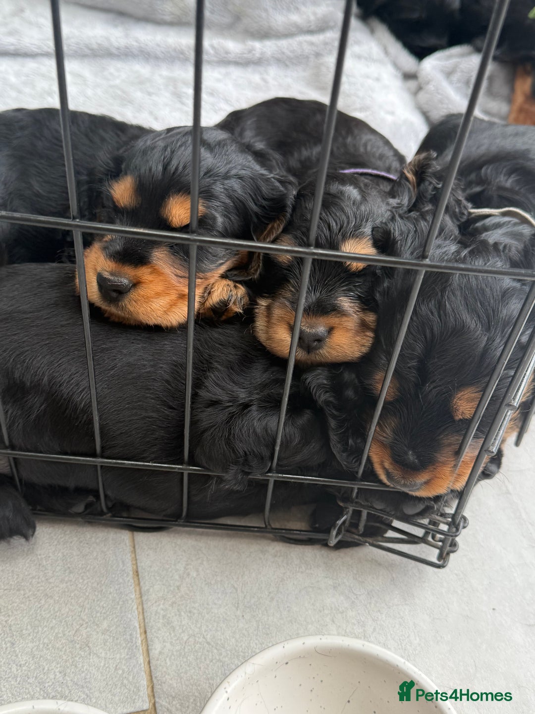 Cocker Spaniel dogs for sale: ****only 2 left****Stunning cocker puppies - Image 34