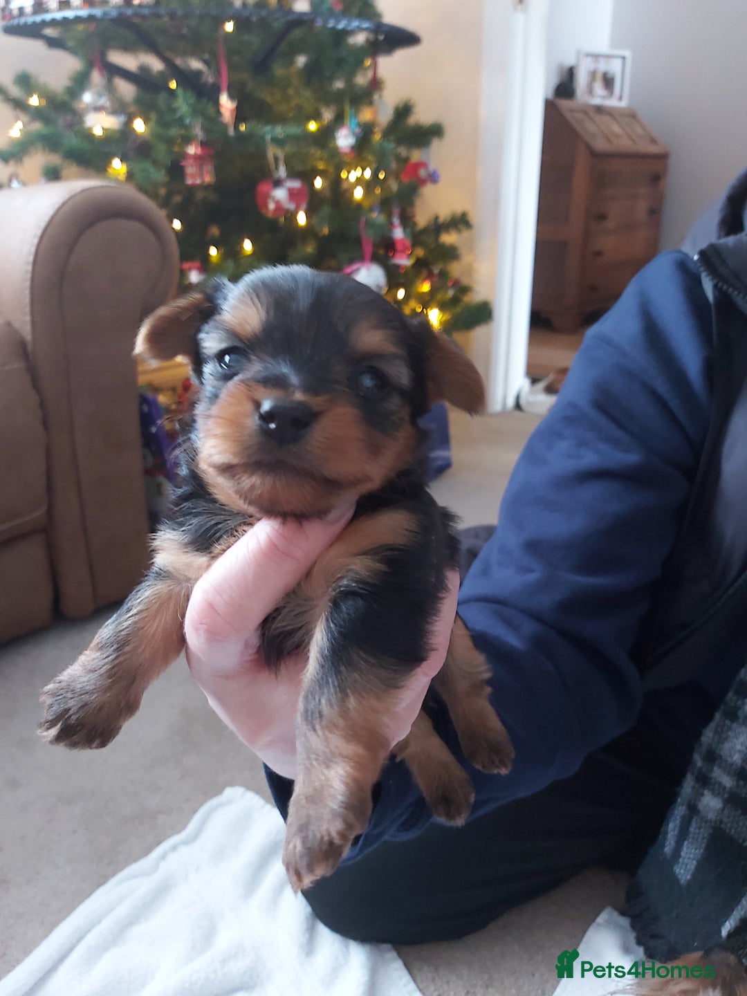 Yorkshire Terrier dogs for sale: Tiny Yorkshire Terriers - Advert 3