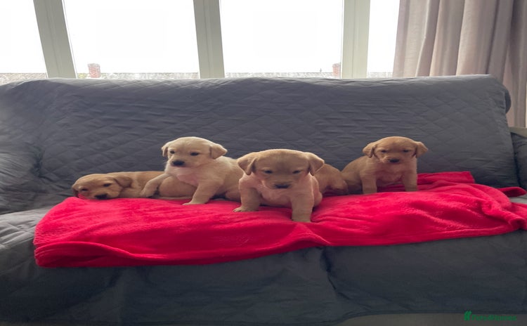 Labrador Retriever dogs - Advert 14