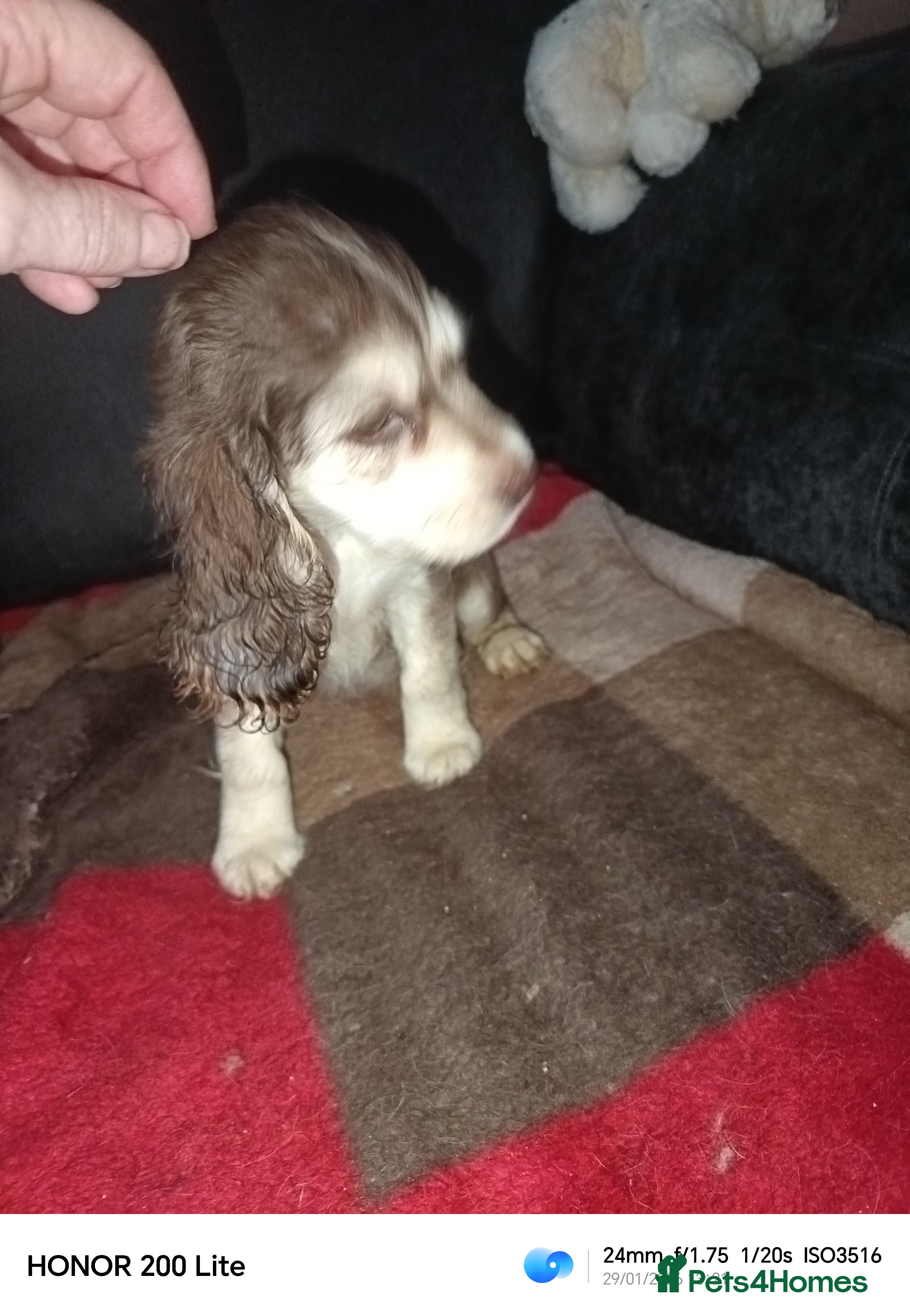 Cocker Spaniel dogs Show type Cocker Spaniel puppies - Advert 1