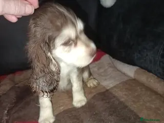 Cocker Spaniel dogs Show type Cocker Spaniel puppies - Advert 1