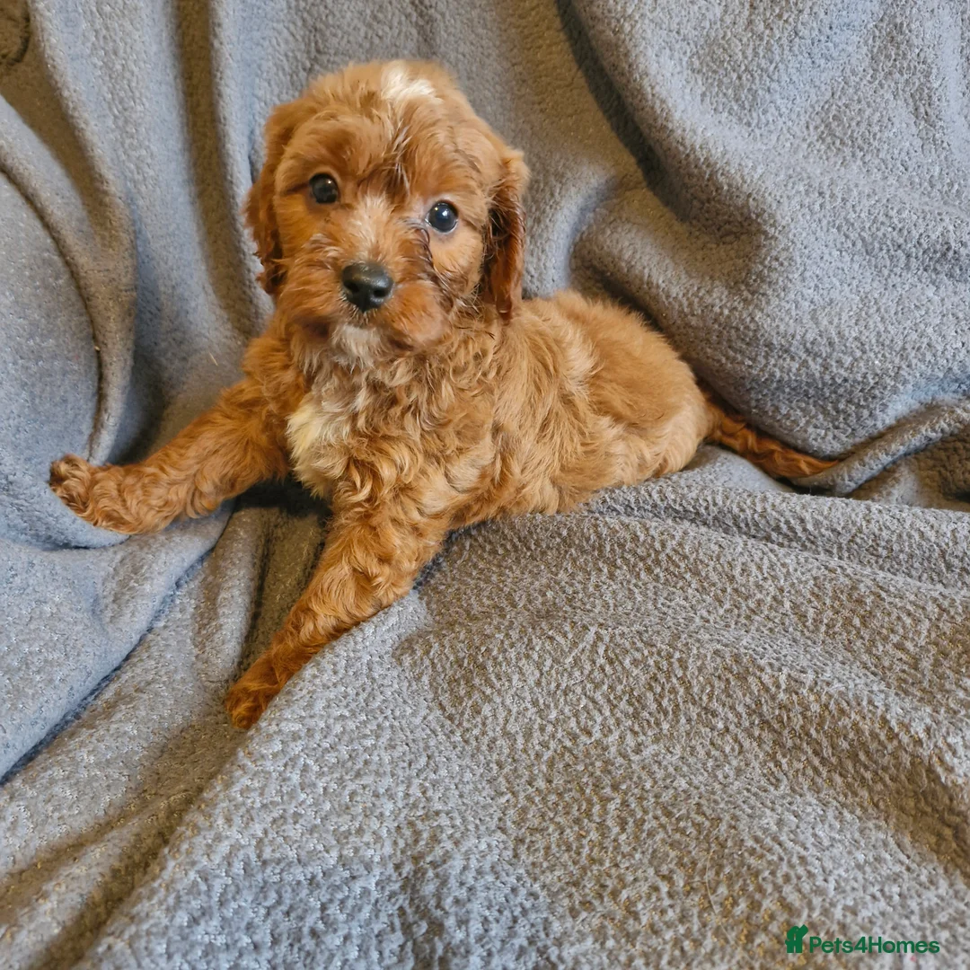 Cavapoo dogs for sale: Cavapoo  - Advert 2