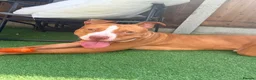 American Bulldog dogs for sale: One year old American bulldog boy  - Advert 1