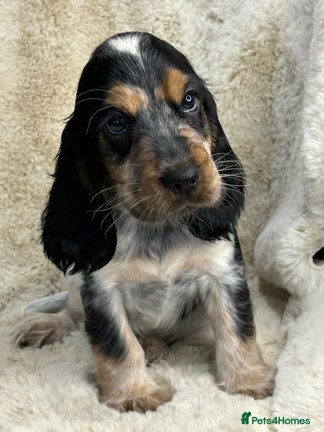 Cocker Spaniel dogs for sale: Top quality cocker spaniel pups  - Advert 2
