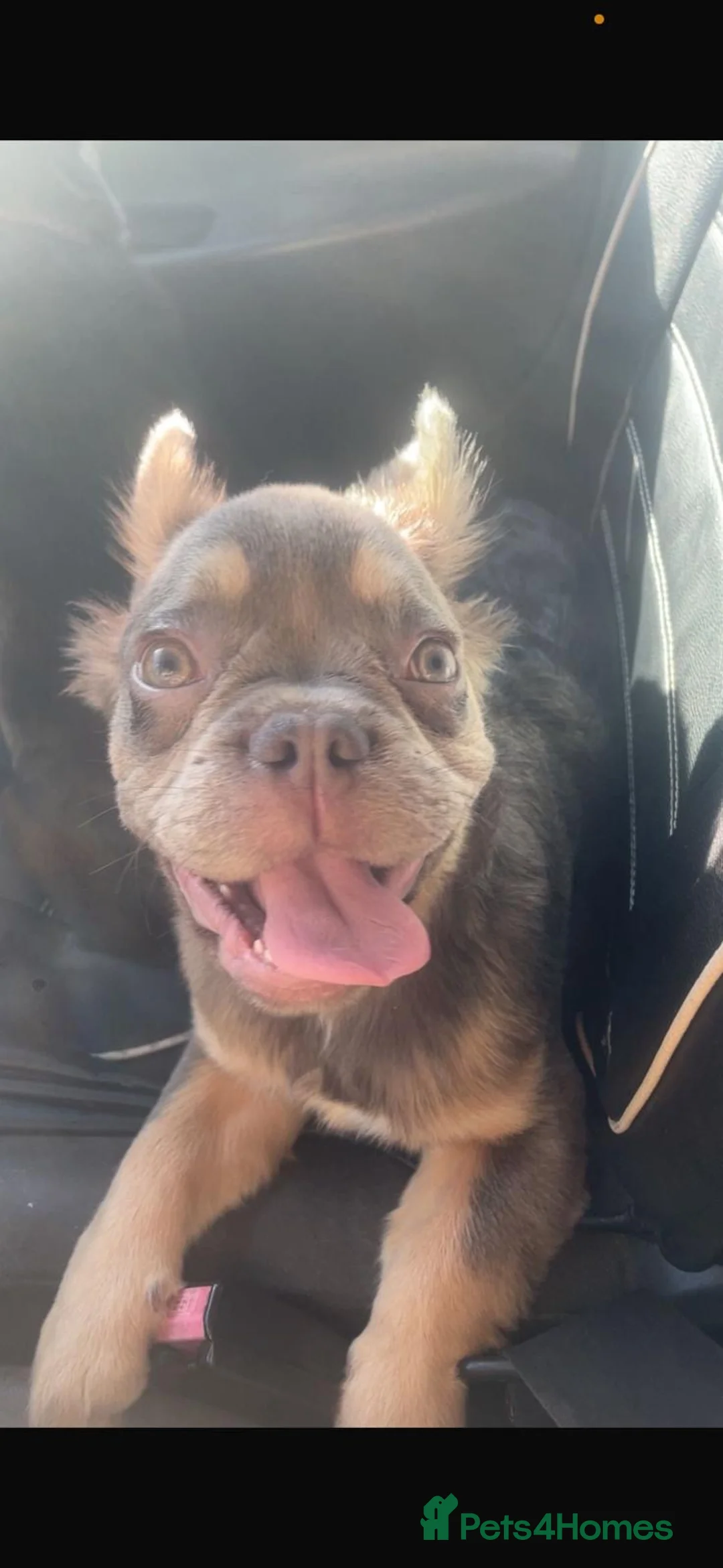 French Bulldog dogs for sale: Fluffy frenchie🐶 in Glastonbury - Advert 21