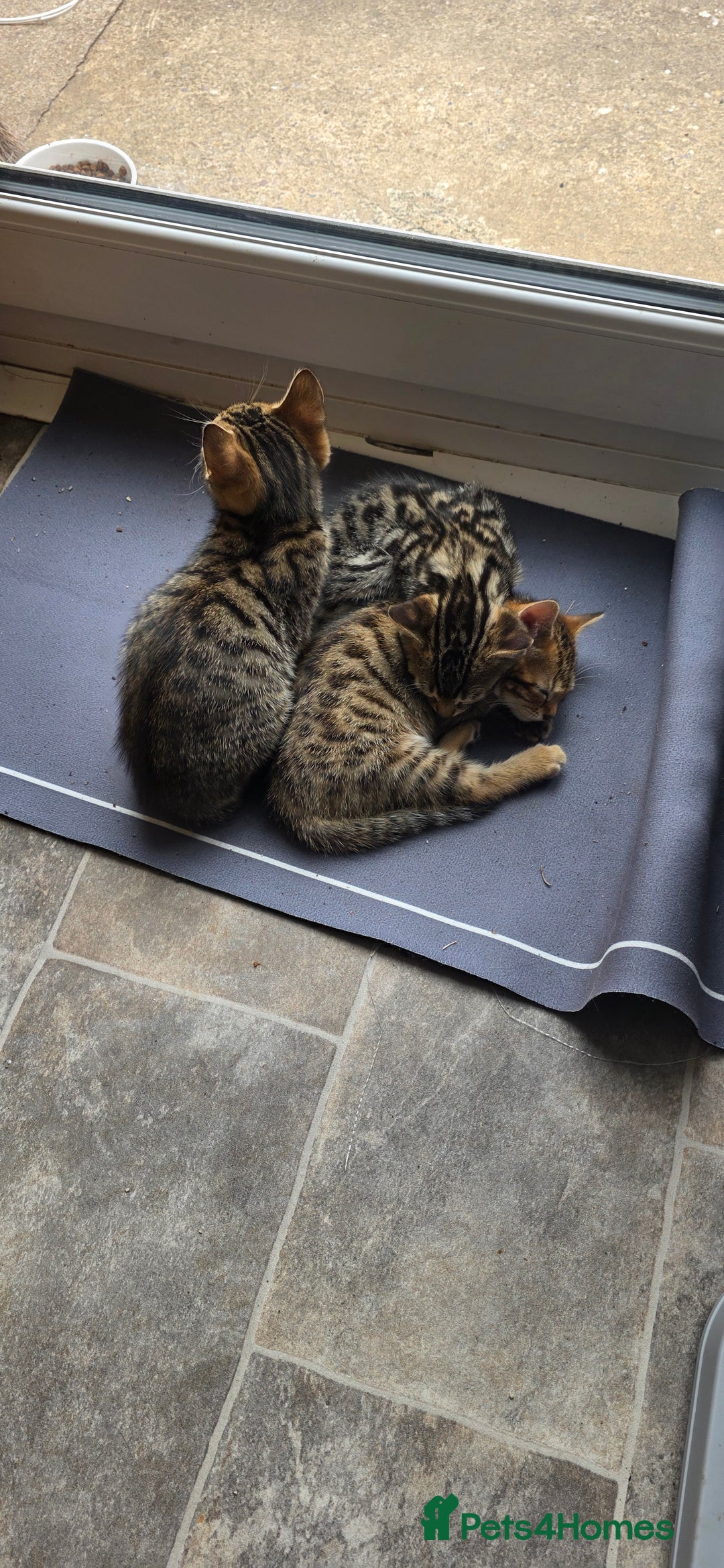 Mixed Breed cats for sale: Tabby x Bengal Kittens 🐾 - Image 6