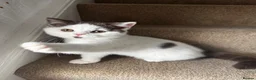 British Shorthair cats for sale: British shorthair kittens  - Advert 4