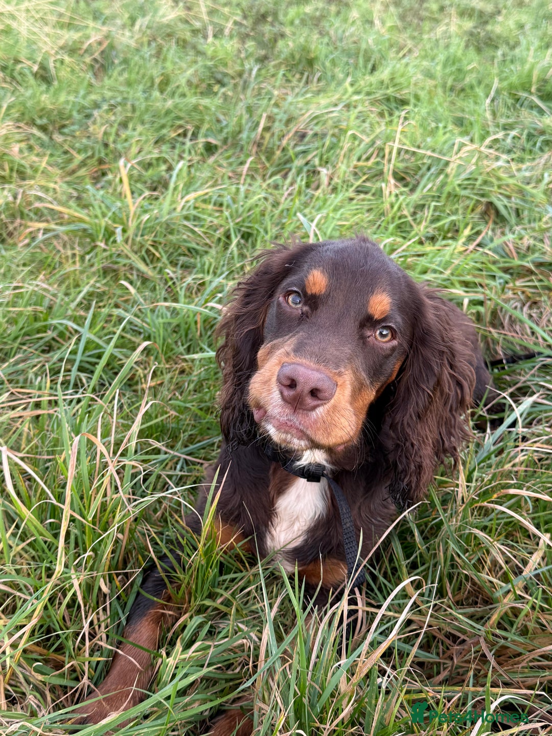 Cocker Spaniel dogs for sale: Beautiful Male Working Cocker Spaniel - Advert 13