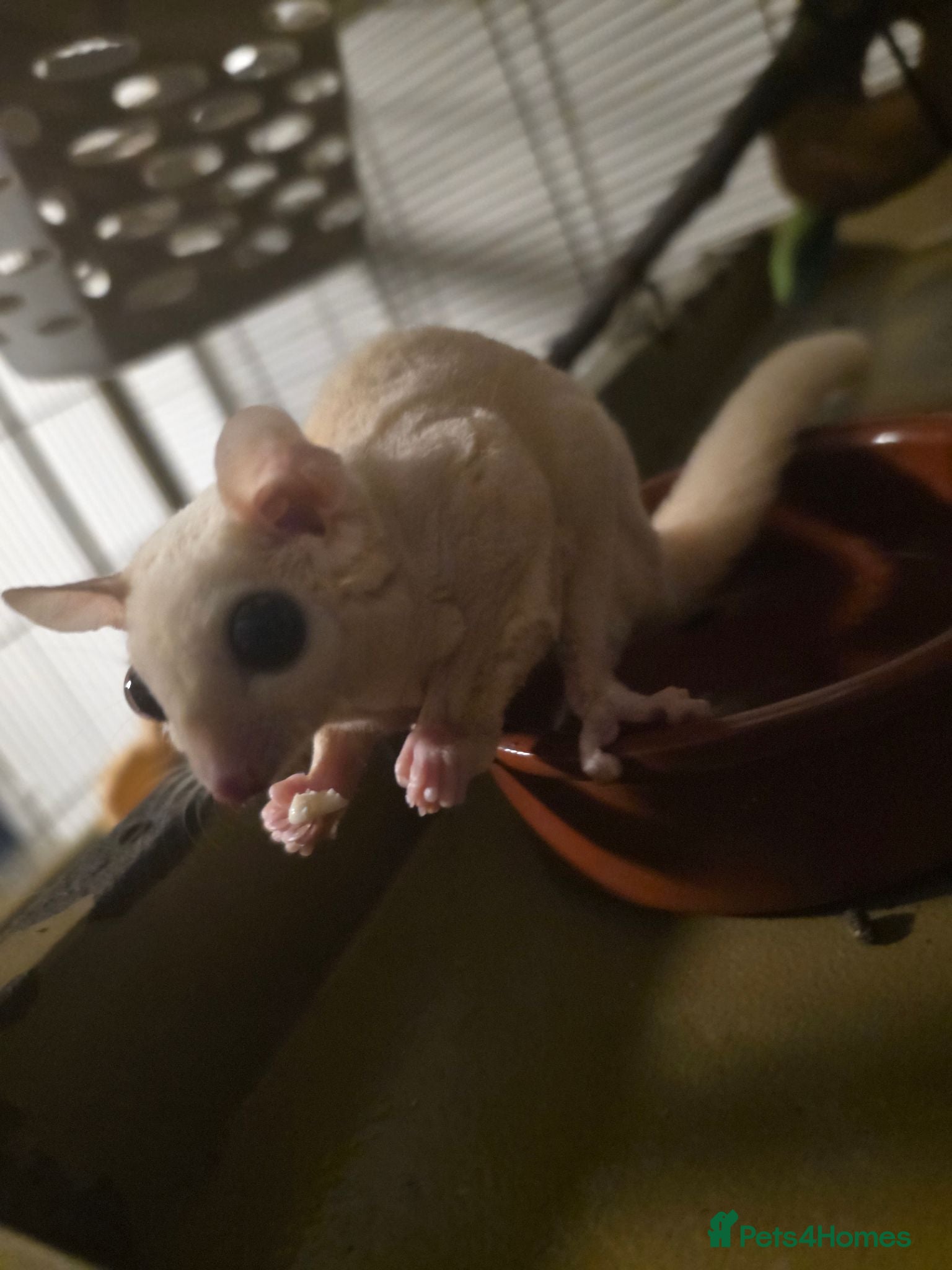 Mixed Breed livestock Sugar Glider Female - Advert 1