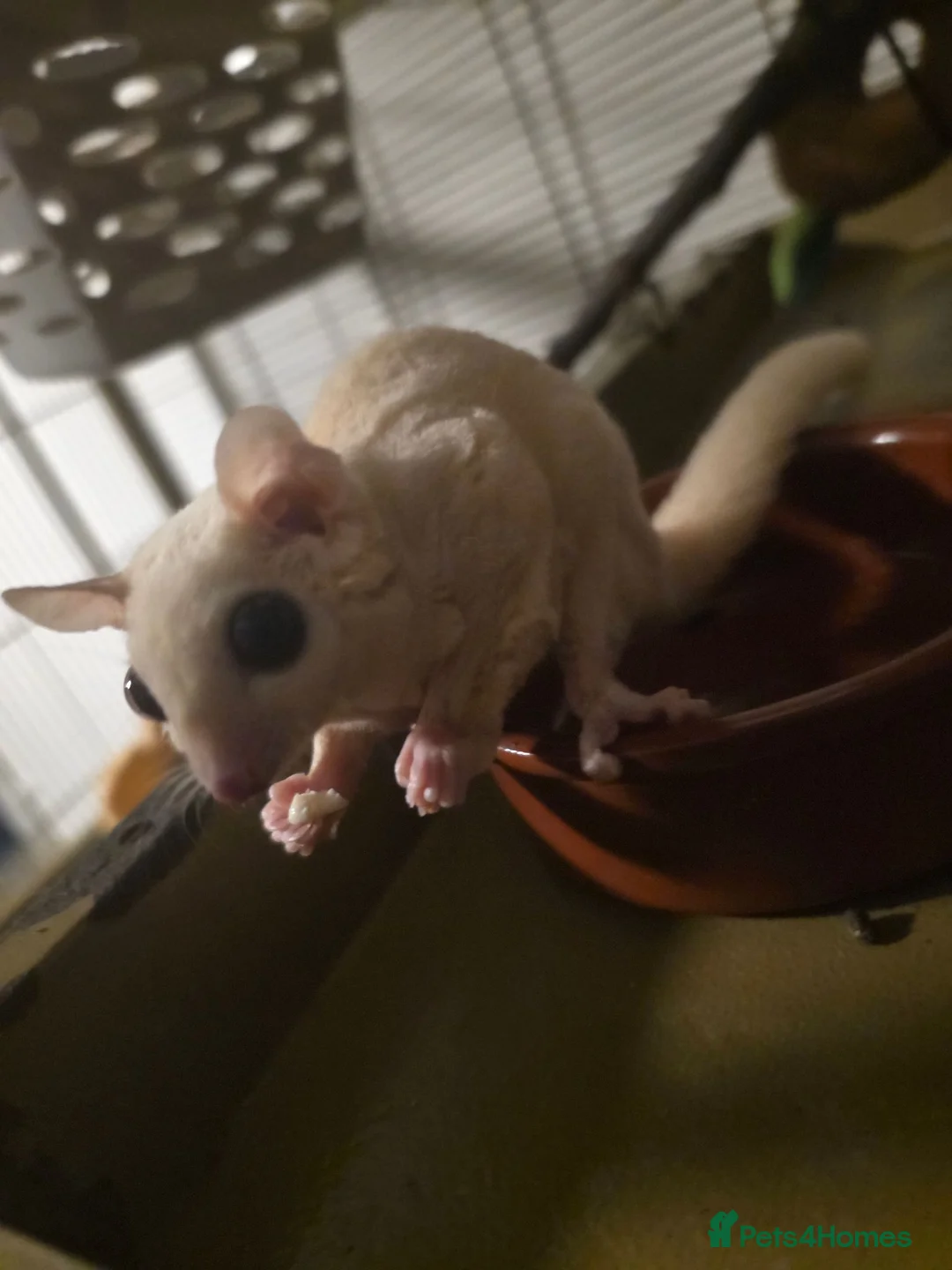 Mixed Breed livestock for sale: Sugar Glider Female in Gillingham - Advert 1