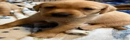 Labrador Retriever dogs for sale: Fox red Labrador  - Advert 6