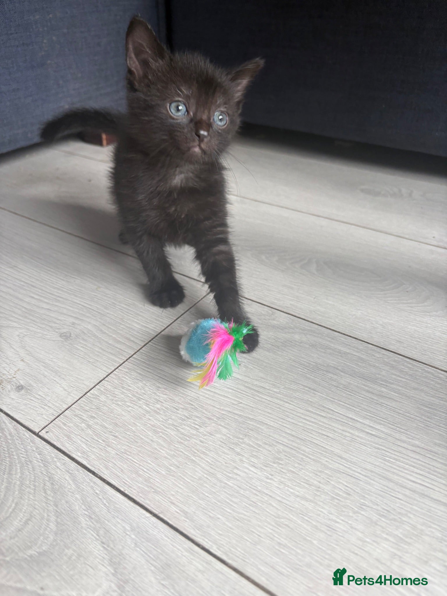 Mixed Breed cats 3 beautiful black female kittens for sale  - Advert 7