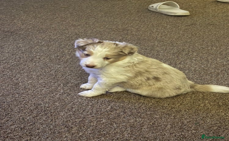 Border Collie dogs Only one girl left. - Advert 1