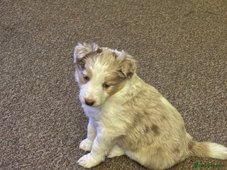 Border Collie dogs Only one girl left. - Advert 2