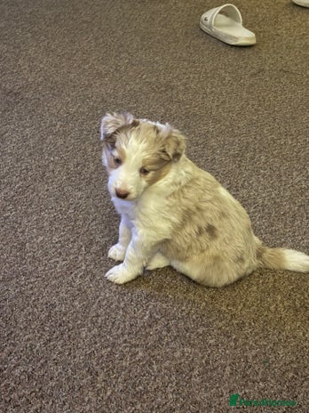 Border Collie dogs Only one girl left. - Advert 1