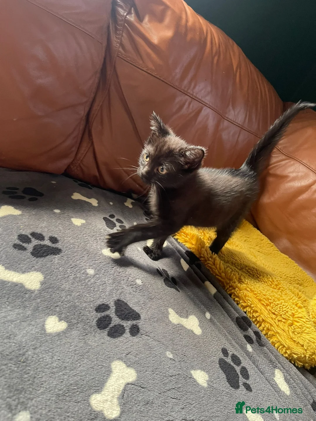 Mixed Breed cats for sale: Black kitten in Birkenhead - Advert 2