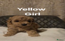 Toy Poodle dogs for sale: TOY POODLE PUPS  - Advert 8