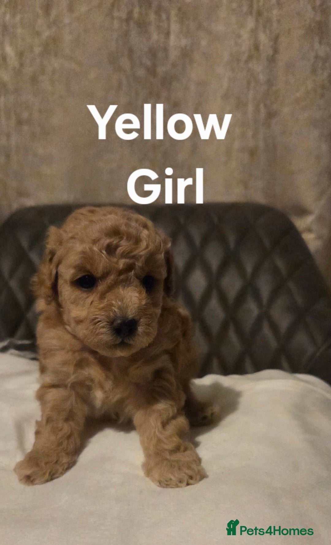 Toy Poodle dogs for sale: TOY POODLE PUPS  - Advert 8